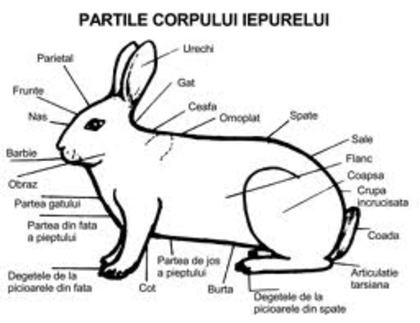 Partile Corpului Iepurelui - B_LISTA CRESCATORI SUCEAVA