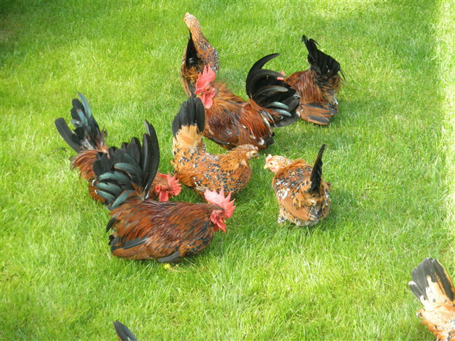 familie chabo