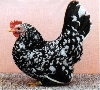 Henne-schwarz-mit-weissen-tupfen