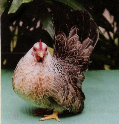 Henne-silberhalsig