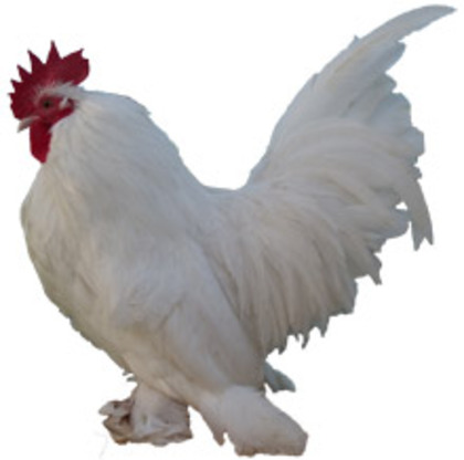 White-Booted-Bantam-Cut-Out
