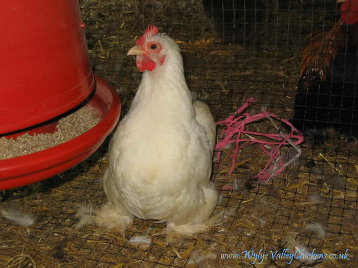 WhitePekin - 2012-1