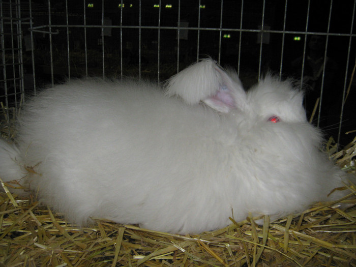 campionul angora