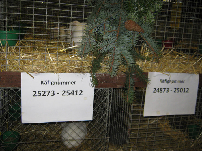 erfurt numarul de custi peste