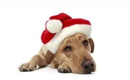download - Christmas dog