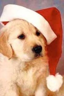 images - Christmas dog