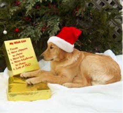 images (1) - Christmas dog