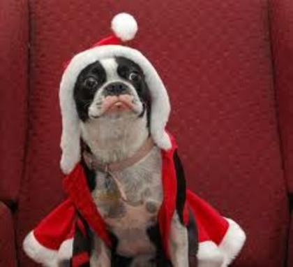 images (3) - Christmas dog