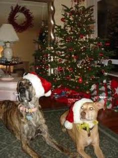 images (5) - Christmas dog