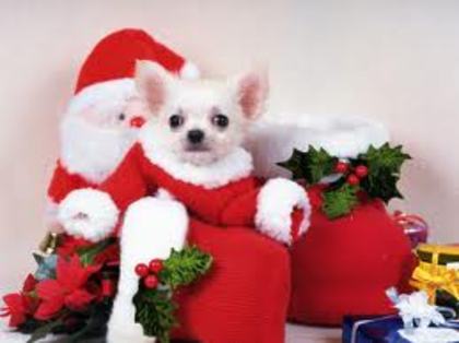 images (9) - Christmas dog