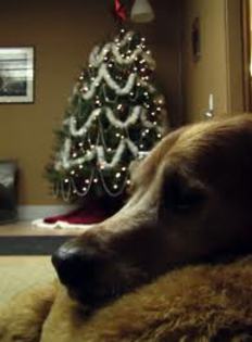 images (10) - Christmas dog