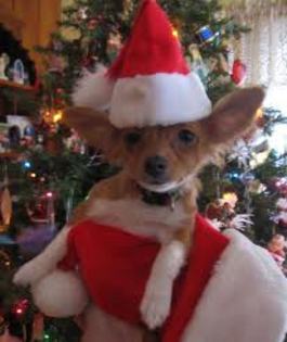 images (11) - Christmas dog