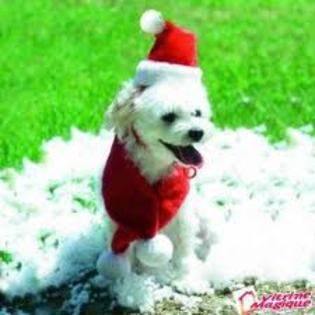 images (13) - Christmas dog