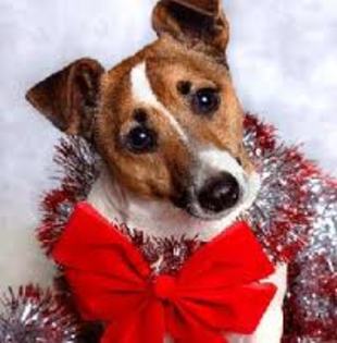 images (16) - Christmas dog