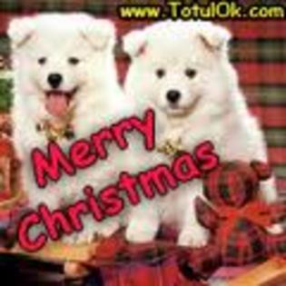 images (17) - Christmas dog