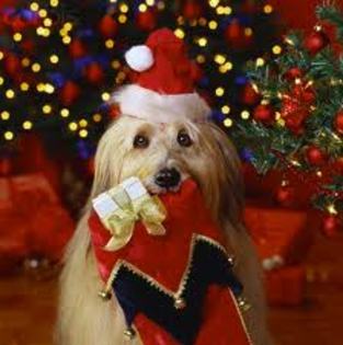 images (18) - Christmas dog