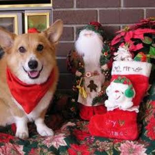 images (20) - Christmas dog