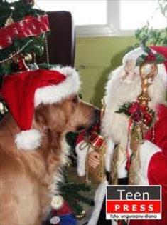 images (24) - Christmas dog