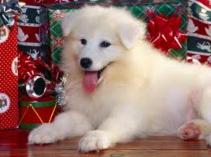 images (27) - Christmas dog