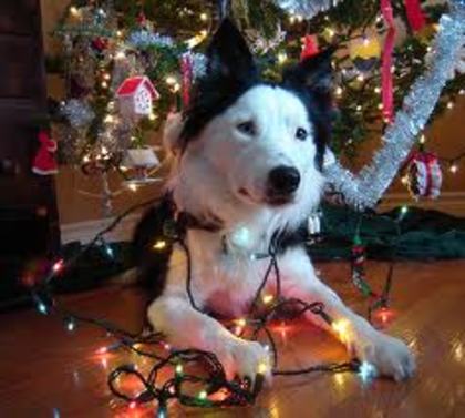 images (31) - Christmas dog