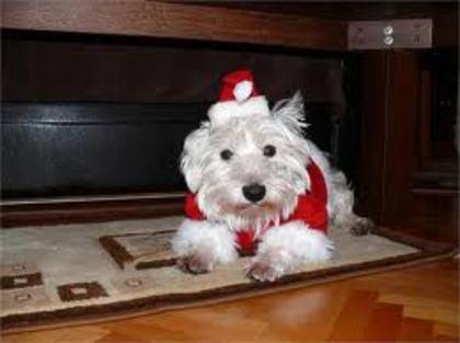 images (32) - Christmas dog