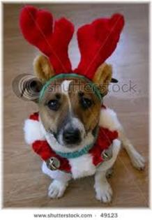 images (58) - Christmas dog