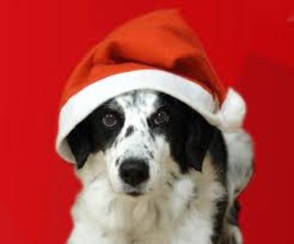 images (60) - Christmas dog