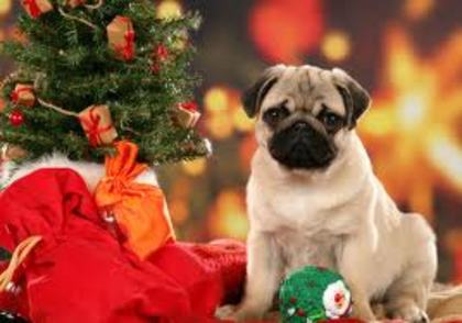 images (62) - Christmas dog