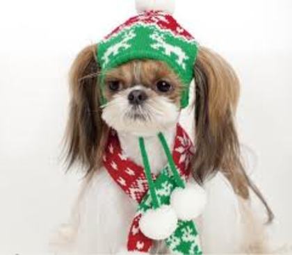 images (63) - Christmas dog