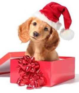 images (64) - Christmas dog