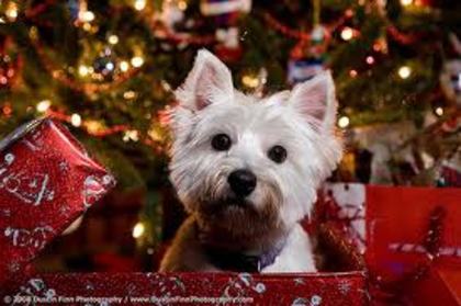 images (67) - Christmas dog