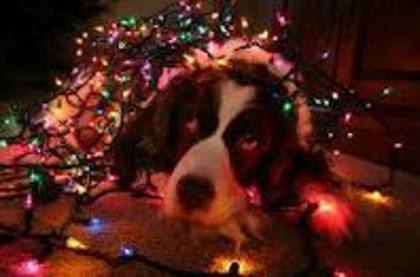 images (71) - Christmas dog