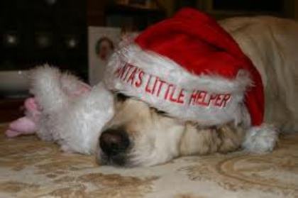 images (72) - Christmas dog