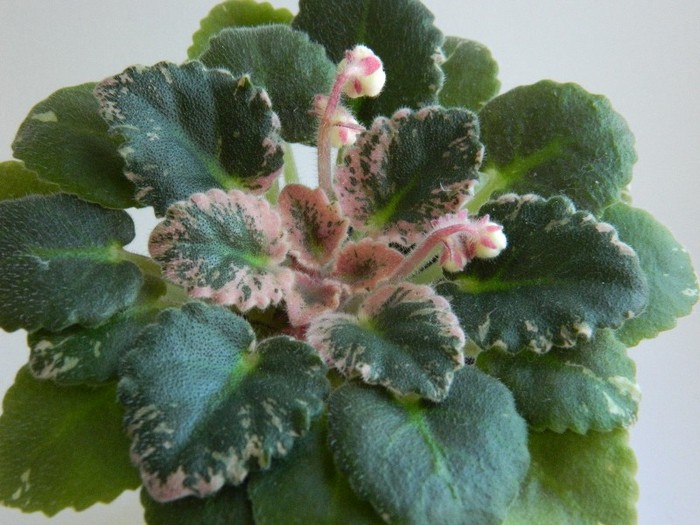 DSCN5138 - 0 Violete africane decembrie 2011