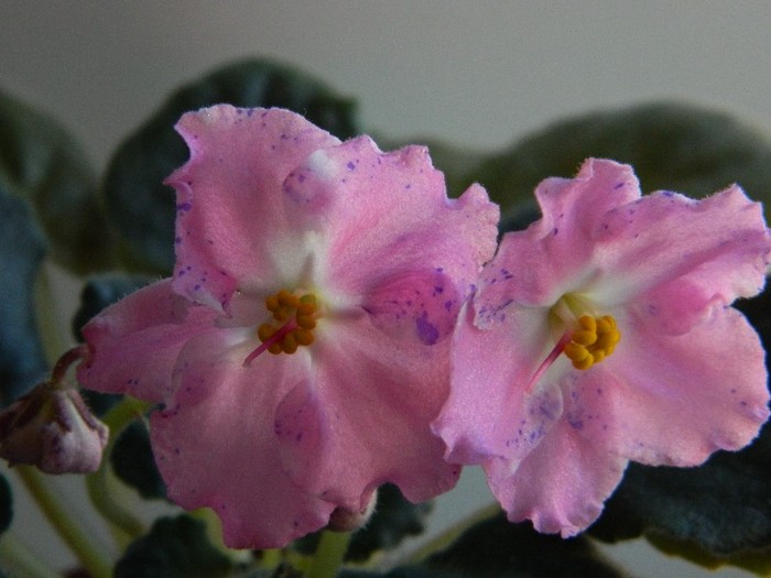 DSCN5145 - 0 Violete africane decembrie 2011