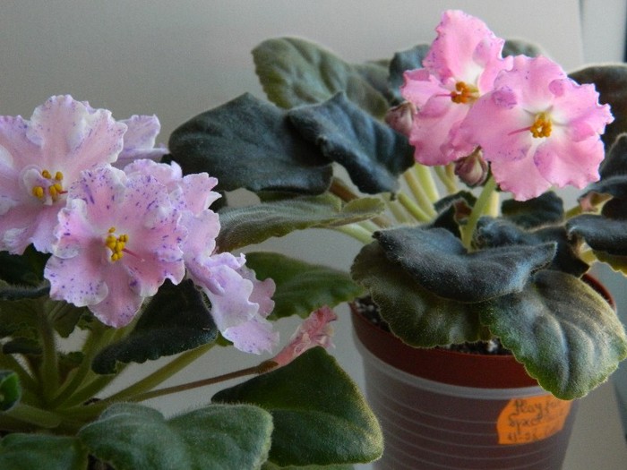 DSCN5147 - 0 Violete africane decembrie 2011