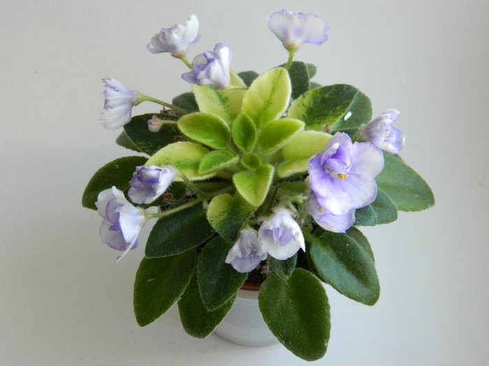 DSCN5156 - 0 Violete africane decembrie 2011