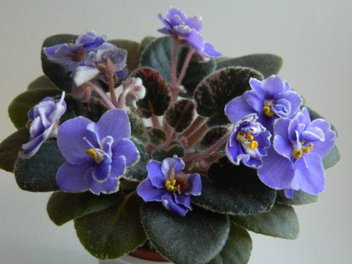 DSCN5162 - 0 Violete africane decembrie 2011