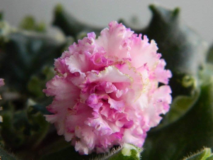 DSCN5177 - 0 Violete africane decembrie 2011