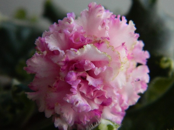 DSCN5179 - 0 Violete africane decembrie 2011