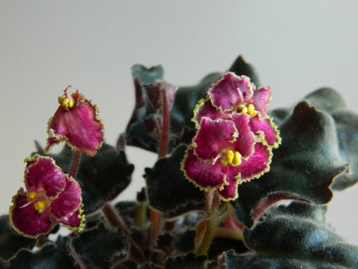 DSCN5207 - 0 Violete africane decembrie 2011