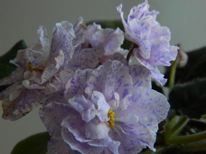 DSCN5220 - 0 Violete africane decembrie 2011