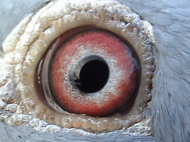 Ochiul lui - Pereche matca A3 2012