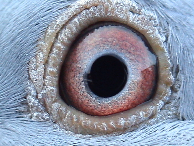 Ochiul lui - Pereche matca A5  2012