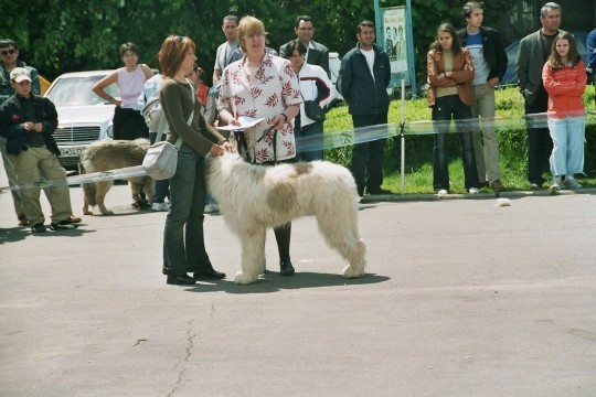 Targoviste 2005 ge 30 - Concurs targoviste 2005