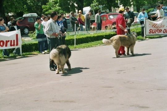 Ozana si Ursu II de Mindilica - Concurs targoviste 2005