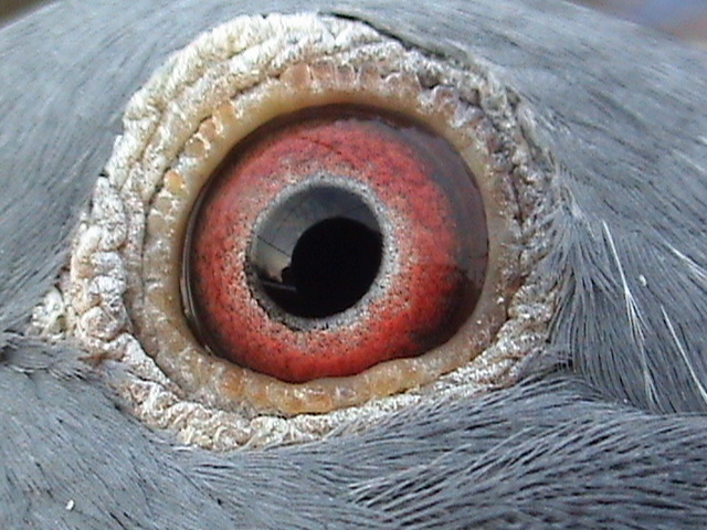 Ochiul lui - Perechea matca A8  2012