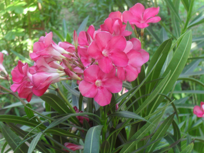 Acelasi leandru dar cu nuanta rozalie - NERIUM OLEANDER -Leandru