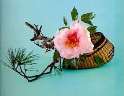 images - poze ikebana