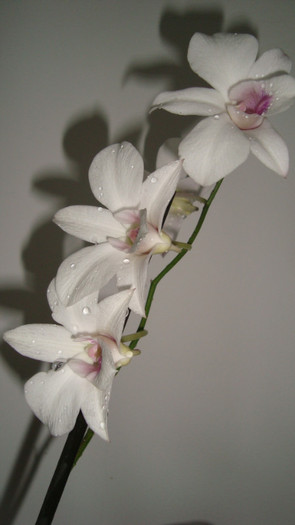 dendrobium - Decembrie 2011